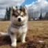 Pomsky Puppies For Sale Dallas