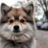 Pomsky F1A: Understanding the First Generation of Pomskies