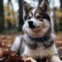 Mini Pomsky Full Grown: Understanding The Size And Appearance Of This Adorable Breed