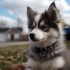 Pomsky Puppies For Sale In Michigan – Find Your Perfect Furry Friend