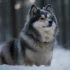 Do Pomskies Grow Big? A Guide To Understanding Pomsky Size And Appearance