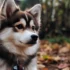 Full Grown Pomskies: Understanding The Size And Appearance Of This Designer Breed