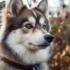 All You Need To Know About Pomsky Breed