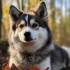 Elite Pomskies: The Ultimate Guide to This Designer Breed