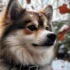 Pomsky Full Grown: Understanding Size And Appearance