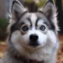 F5 Pomsky: Size, Appearance, And Personality Traits