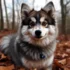 Pomsky Border Collie Mix: Everything You Need To Know