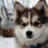 What Does A Pomsky Look Like? A Visual Guide To The Appearance Of This Adorable Designer Dog Breed
