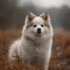 Teacup Pomsky Puppy: Size, Appearance And Price
