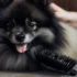 FAQs about Fox Pomsky