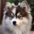 FAQs about Pomsky Classification
