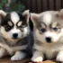 Stop your Pomsky from biting