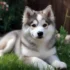 Pomsky Training Off Leash