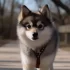 Pomsky Adoption in Illinois: Tips for Finding Your Perfect Companion