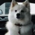 How Big Do Pomskies Get When Fully Grown?