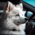 Investing in Pomsky Cryptocurrency: Is It Worth the Hype?