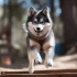 Adopt a Pomsky in Illinois: Find Your Furry Companion Today!