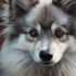 FAQs about American Pomsky