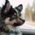 Affordable Pomskies: Where To Find Cheap Pomsky Puppies For Sale