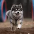 Understanding the F2 Pomsky Mix: Traits, Appearance and Temperament