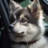 FAQs about White Pomsky Puppy