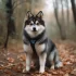 Doskona?y przewodnik po doros?ych Pomskies – Cechy osobowo?ci i zachowanie