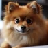 Ideal Pomsky Puppies: Finding the Perfect Companion for Your Lifestyle