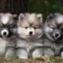 How to log your Pomsky’s training?