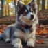 FAQs about Mini Pomsky