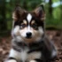 FAQs about Are Pomskies Hypoallergenic
