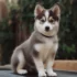 A Guide To Understanding The Size And Appearance Of A Full Grown Pomsky