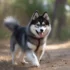 AKC Pomsky Breeders: Where To Find Your Perfect Pomsky Puppy