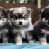2nd Generation Blue Eyes Pomsky Puppy