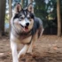 Pomsky Puppies for Sale on Oahu