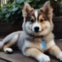 How Should You Place a Prong Collar on a Dog?