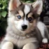 DIY Deterrent Spray for Your Pomsky