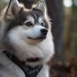 20 imágenes impresionantes de perros Pomsky para enamorarte