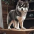 FAQs about Pomsky Adults
