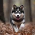 How Much Does a Pomsky Weigh? Know the Ideal Weight for Your Furry Friend