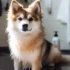 FAQs about Perro Pomsky