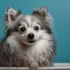 FAQs about Fluffy Pomsky