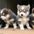 Pomsky Pups! 4 wks old