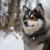 FAQs about Pomsky Pics
