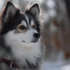 The Best Dog Food for Pomsky Puppies: Feeding Your Furry Friend Right