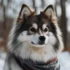 FAQs about Miniature Pomsky Price