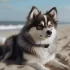 FAQs about Are Pomskies Good Dogs