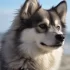 Pomsky Breeders in South Carolina: Find Your Furry Friend Today