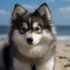 FAQs about Pomskies Puppies