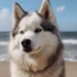 The Difference Between Pomskies And Huskies: Understanding The Unique Traits Of Each