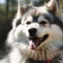 FAQs about Pomskies for Sale Near Me